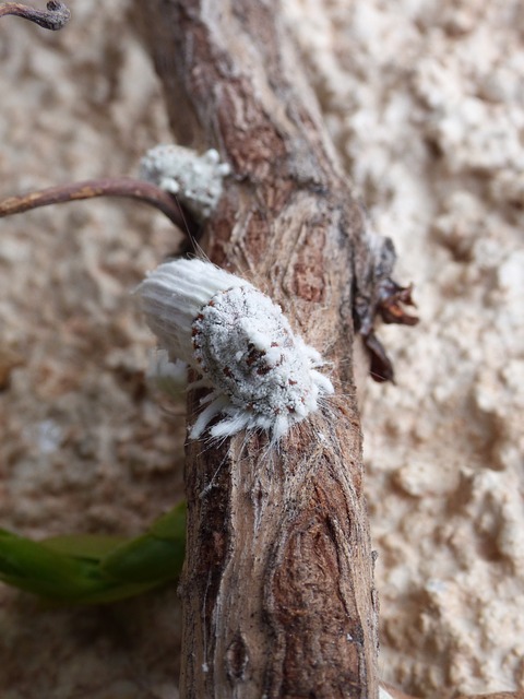 cocciniglie - parassiti del frutteto