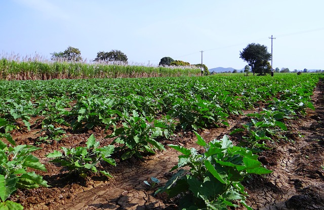 pidocchi delle melanzane