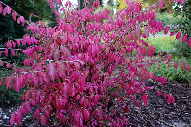 euonymus alatus