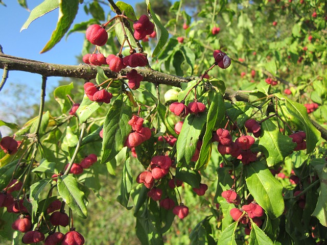 euonymus europaeus