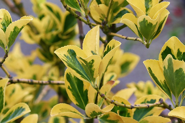 euonymus siepe