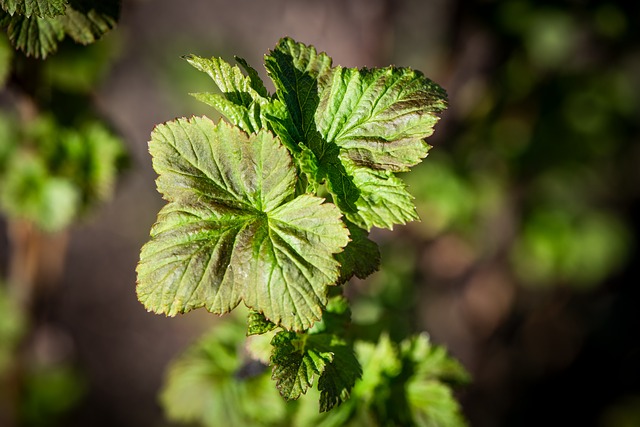 foglie arricciate ribes