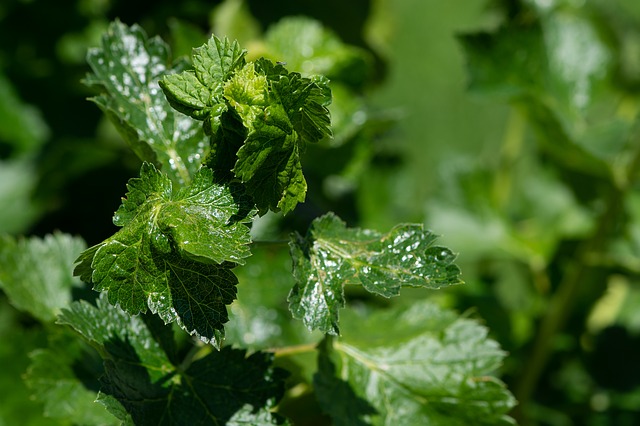 foglie arricciate