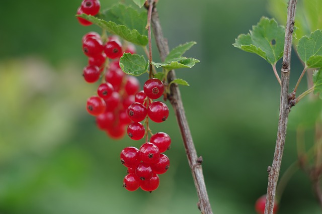 sesia del ribes
