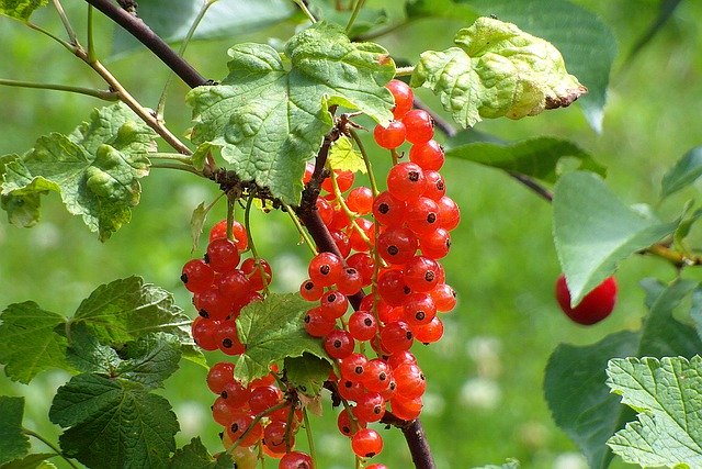 ribes rosso