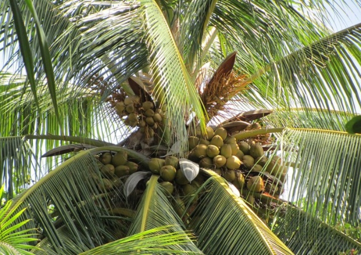 granchio del cocco