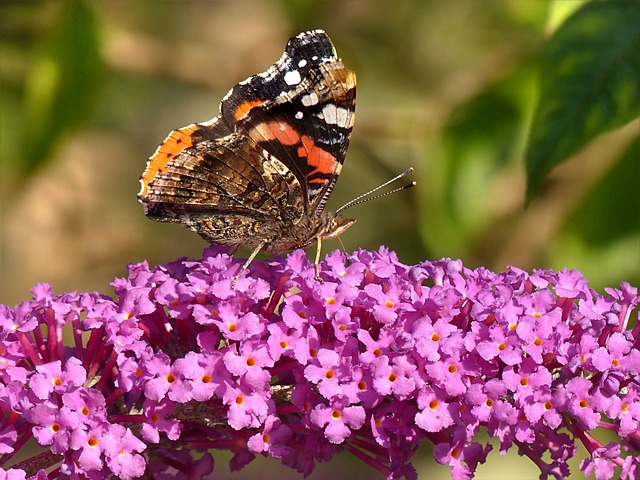 come coltivare la buddleja