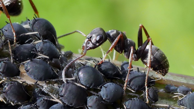 I Pidocchi Neri Delle Piante Tutto Quello Che Devi Sapere