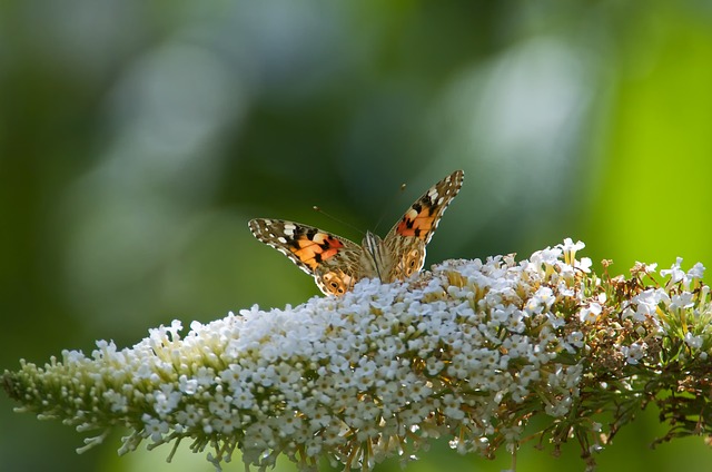 come coltivare la buddleja