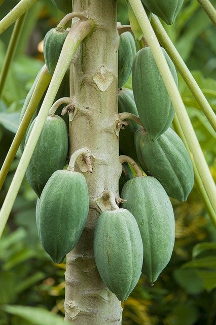 coltivazione papaya