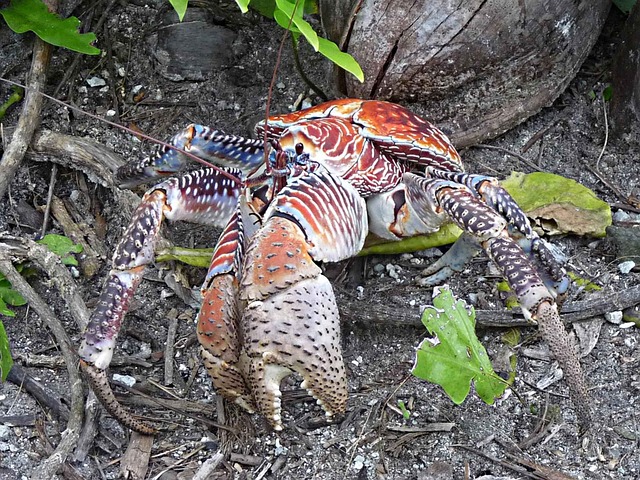 ragno-del-cocco