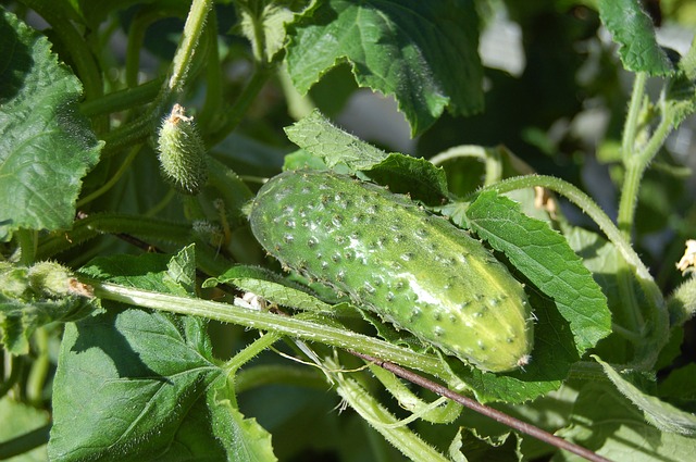 Afidi sui cetrioli