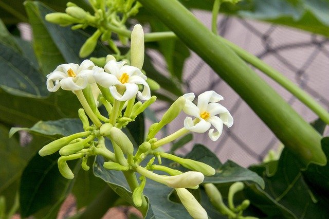 fiori di papaya