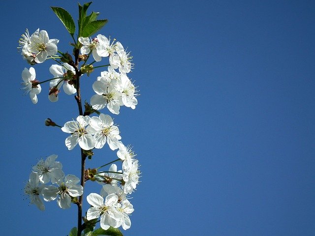 pidocchi neri delle piante
