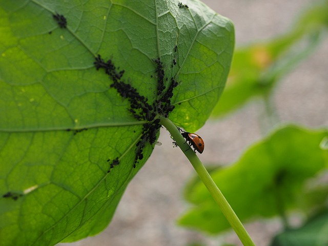 pidocchi neri delle piante