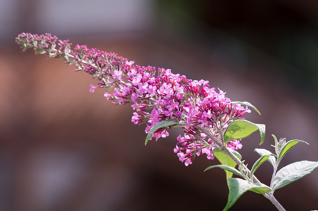 come coltivare la buddleja