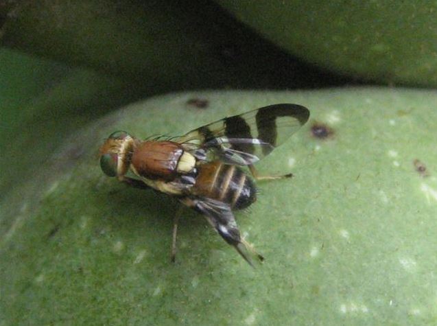 mosca-del-noce