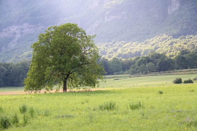 albero di noce