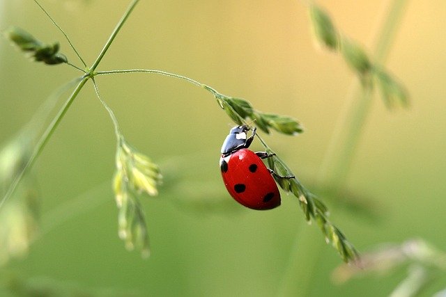 coccinella - insetto predatore