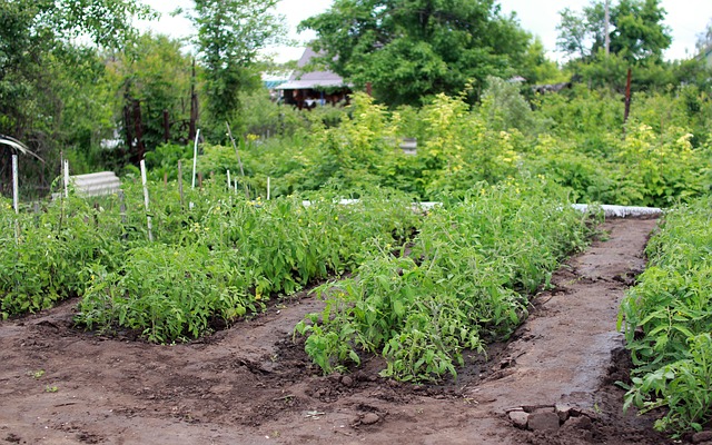 Peronospora del pomodoro