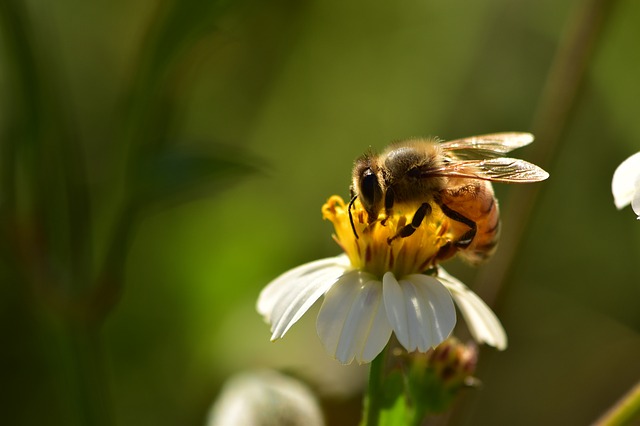 insetti impollinatori