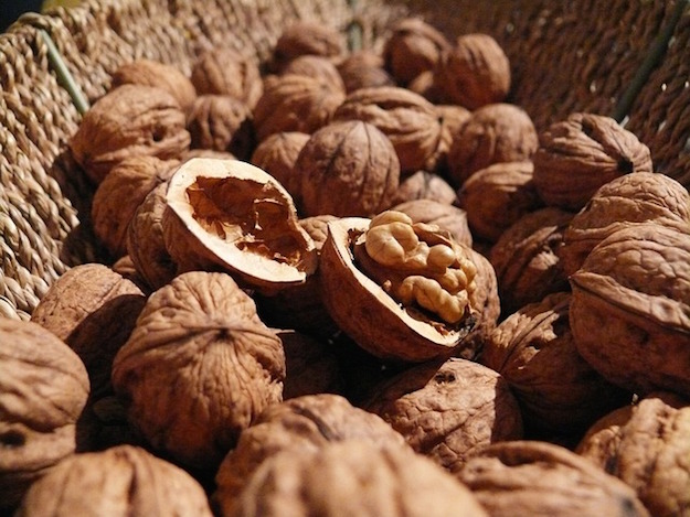 mosca-del-noce