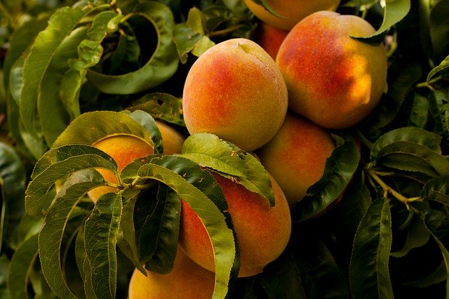 Acari del pesco