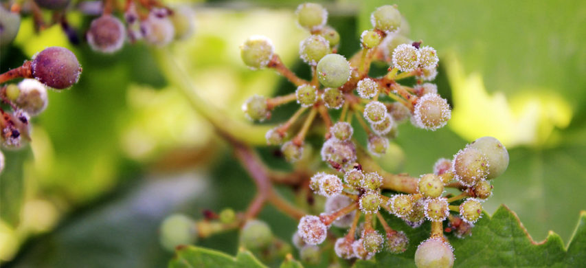 peronospora-della-vite