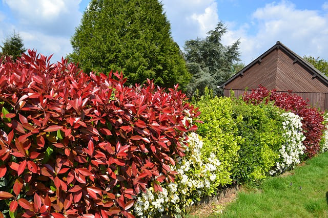 siepe photinia