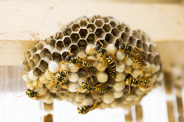 insetti impollinatori