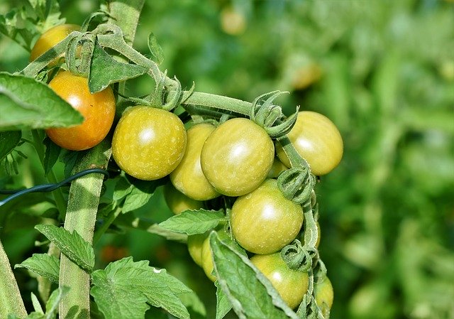 Peronospora del pomodoro