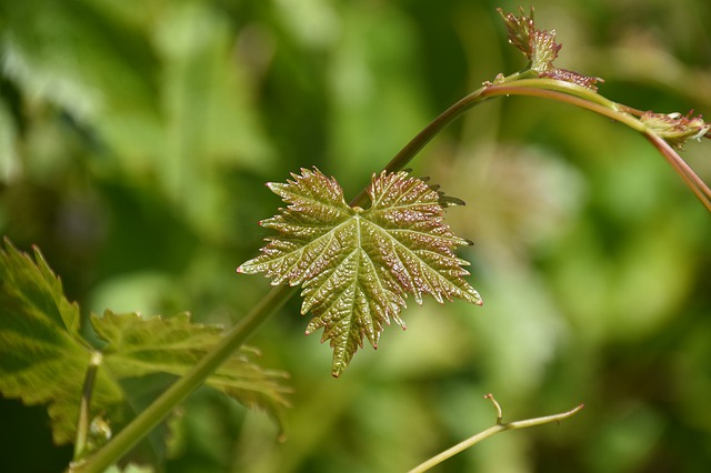 peronospora larvata