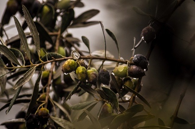 albero di olivo