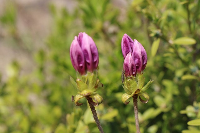 azalea come curarla in inverno