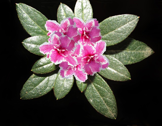 azalea come curarla in inverno