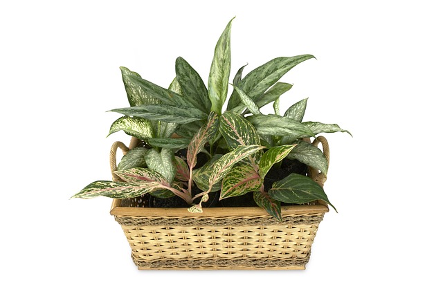 dieffenbachia idrocoltura