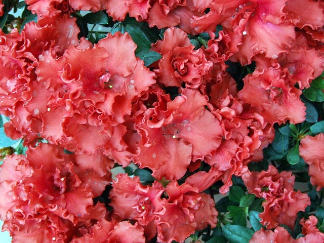 Azalea in vaso perde le foglie