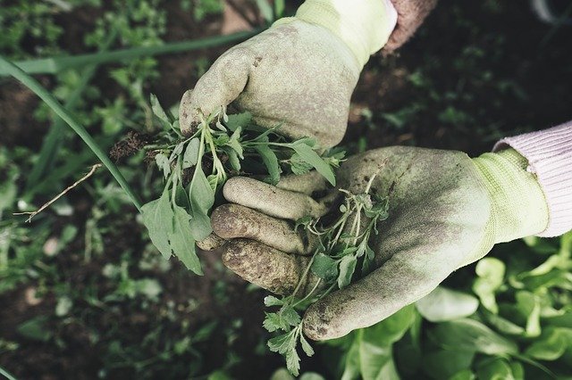 Disoccupazione agricola e malattia