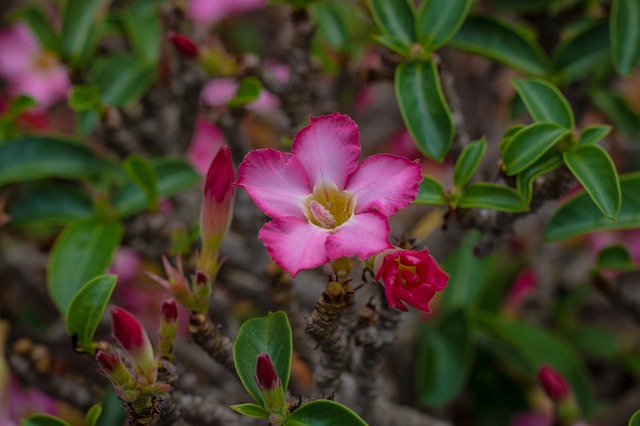 rododendro e foglie secche