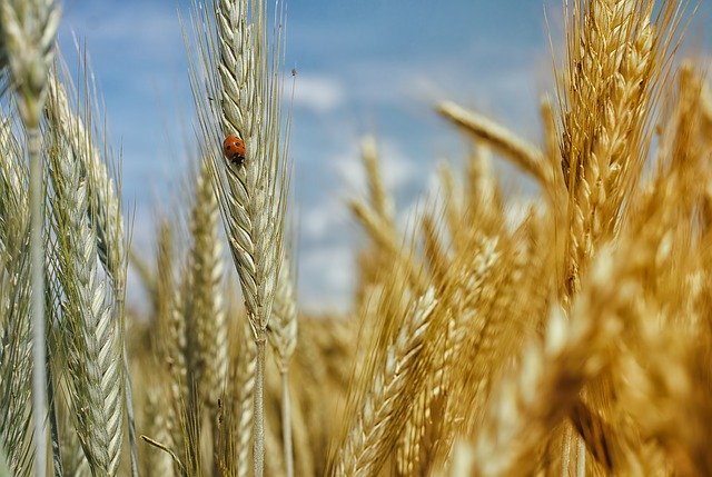 malattie del grano