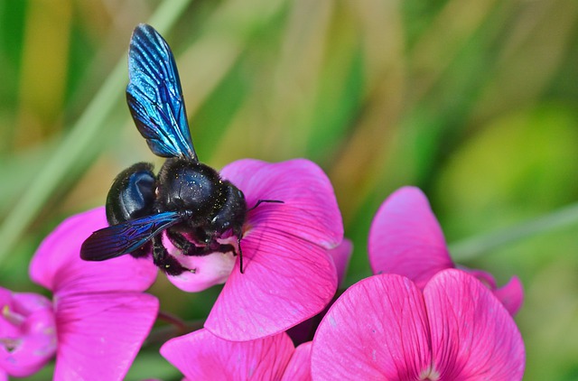 Insetti pronubi