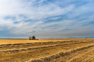 requisiti piccolo imprenditore agricolo
