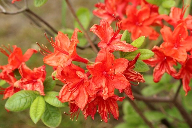 azalea come curarla in inverno