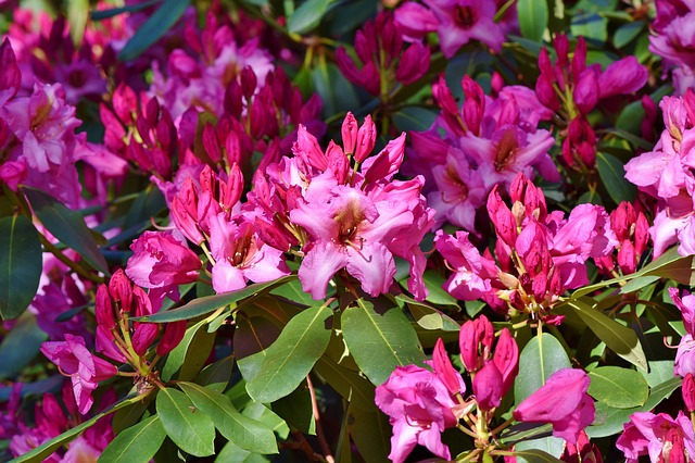 rododendro e foglie secche
