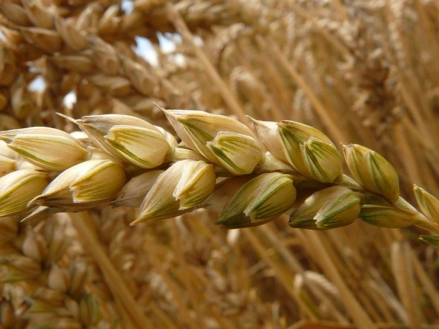 spiga di grano