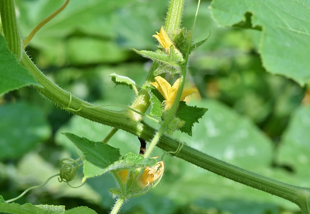 Verde rame pomodoro
