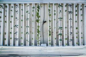 vertical farm - imprenditore agricolo senza terreno