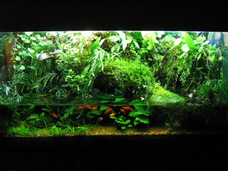 chlorophytum bichetii acquario