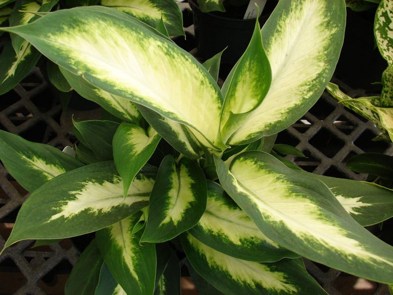 Dieffenbachia-potatura