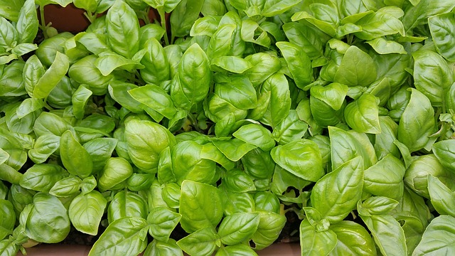 Piante che resistono in cucina